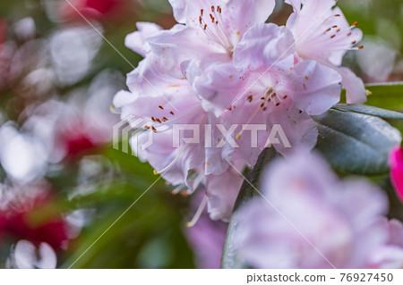 （靜岡縣）天城綠園杜鵑 76927450