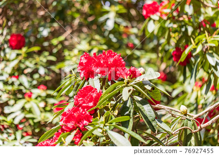 (Shizuoka Prefecture) Rhododendron in Amagi Green Garden (Shizuoka Prefecture) Rhododendron in Amagi Green Garden 76927455