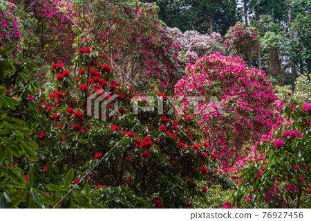 (Shizuoka Prefecture) Rhododendron in Amagi Green Garden (Shizuoka Prefecture) Rhododendron in Amagi Green Garden 76927456