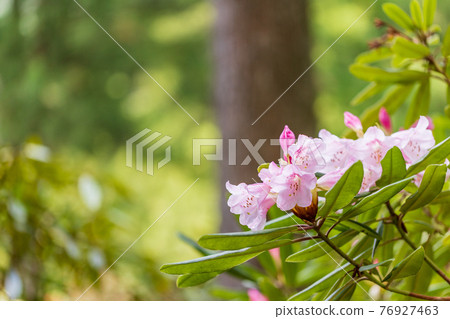 (靜岡縣)天城綠園杜鵑 (靜岡縣)天城綠園杜鵑 76927463