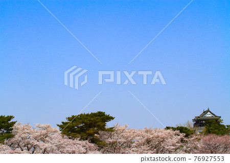 岡崎市的春景、岡崎城和櫻花 岡崎市的春景、岡崎城和櫻花 76927553