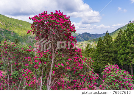 (Shizuoka Prefecture) Rhododendron in Amagi Green Garden (Shizuoka Prefecture) Rhododendron in Amagi Green Garden 76927613