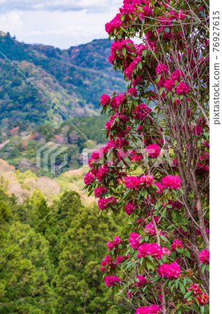 (Shizuoka Prefecture) A crimson rhododendron in the Amagi Green Garden, reminiscent of a tropical rainforest (Shizuoka Prefecture) A crimson rhododendron in the Amagi Green Garden, reminiscent of a tropical rainforest 76927615