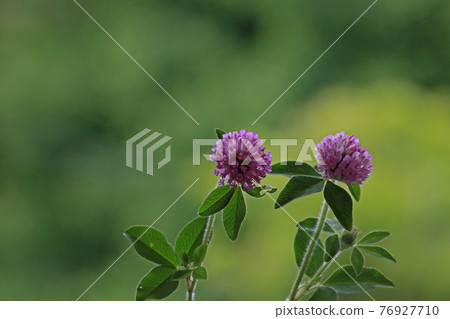 Red clover Red clover 76927710