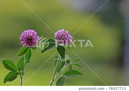 Red clover Red clover 76927713