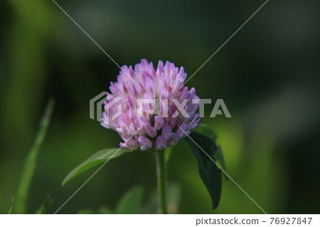 Red clover Red clover 76927847