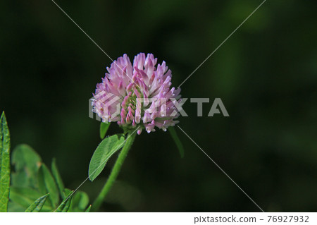 Red clover 76927932