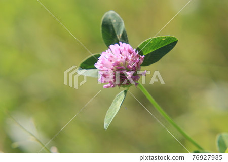 Red clover 76927985