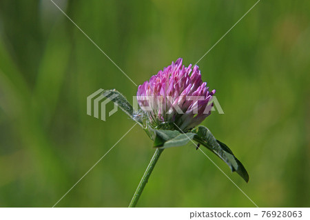Red clover Red clover 76928063