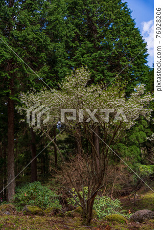 (靜岡縣)天城綠園中的Enkianthus perulatus(白花) (靜岡縣)天城綠園中的Enkianthus perulatus(白花) 76928206