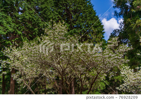 (Shizuoka Prefecture) Enkianthus perulatus (white flowers) in Amagi Green Garden 76928209