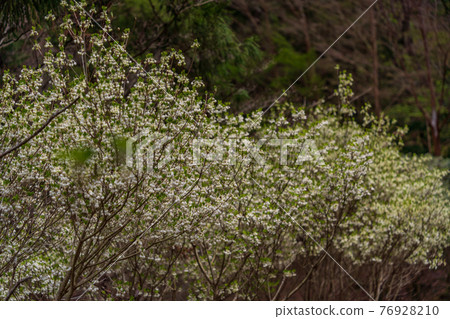 (Shizuoka Prefecture) Enkianthus perulatus (white flowers) in Amagi Green Garden 76928210