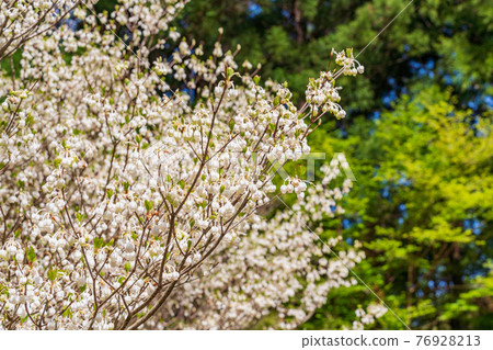 (Shizuoka Prefecture) Enkianthus perulatus (white flowers) in Amagi Green Garden 76928213
