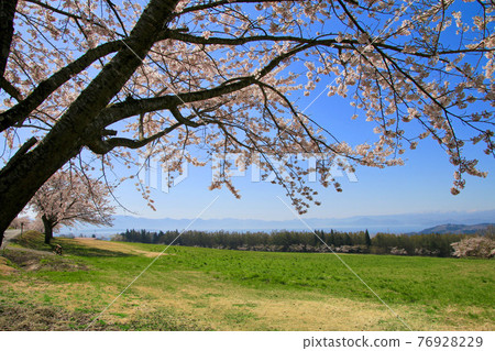 春季豬苗代町牧場(福島縣豬苗代町) 春季豬苗代町牧場(福島縣豬苗代町) 76928229