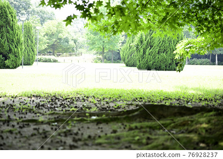 Midsummer Kiso Sansen Park 76928237