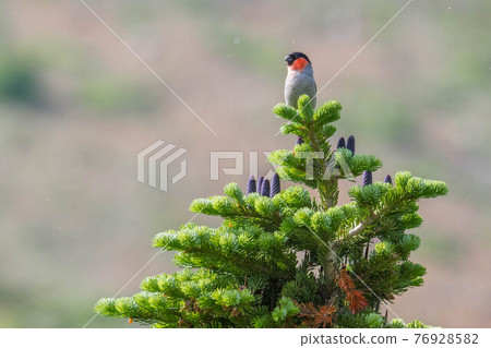 棲息在亞高山地區冷杉的謊言 棲息在亞高山地區冷杉的謊言 76928582