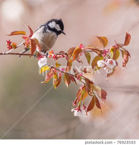 Coal tit that came to the Takanezakura tree in search of food Coal tit that came to the Takanezakura tree in search of food 76928583
