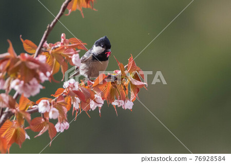 來到高根櫻樹尋找食物的煤山雀 來到高根櫻樹尋找食物的煤山雀 76928584