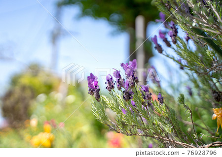 French lavender blooming in the country garden 76928796