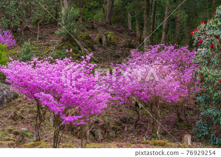 (靜岡縣)天城綠色花園的蝦夷村崎杜鵑花 (靜岡縣)天城綠色花園的蝦夷村崎杜鵑花 76929254