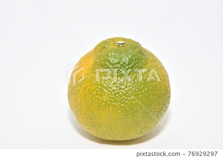 與Citrus unshiu雜交,營造出清新甜美的甜蜜春天 與Citrus unshiu雜交,營造出清新甜美的甜蜜春天 76929297
