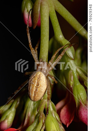 Grass Neoscona Spider Grass Neoscona Spider 76929348