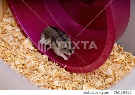 Campbell's dwarf hamster Campbell's dwarf hamster 76929355