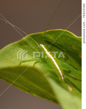 Leaf Katydid Nymph Leaf Katydid Nymph 76929380