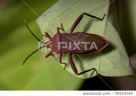 Adult Leaf-footed Bug 76929384