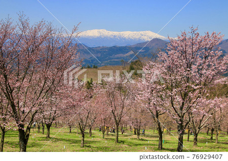 櫻花公園（福島縣，背面）的櫻花 76929407