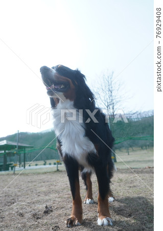 伯恩山犬 76929408