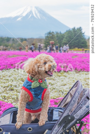 Mt. Fuji, moss phlox and dog Mt. Fuji, moss phlox and dog 76929432