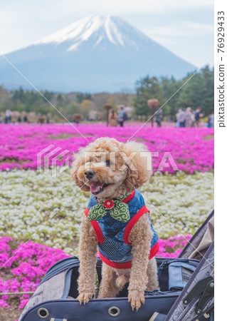 富士山、苔蘚福祿考和狗 76929433