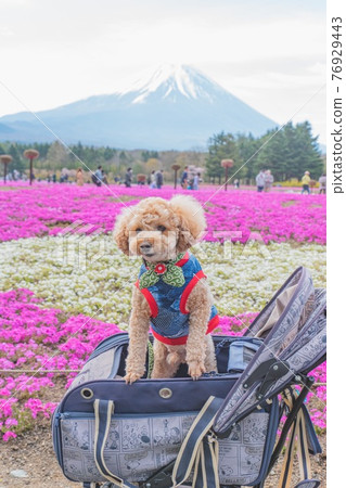 Mt. Fuji, moss phlox and dog 76929443
