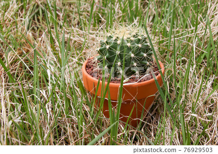 Cactus, plant, foliage plant, green, thorn, nature, green, gardening, succulent, leaf, spine Cactus, plant, foliage plant, green, thorn, nature, green, gardening, succulent, leaf, spine 76929503