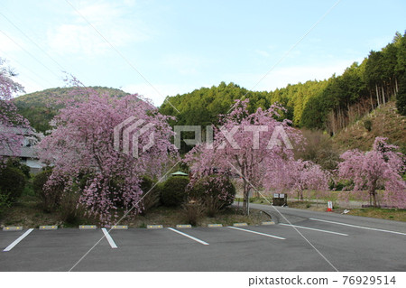 幸藏寺丹波笹山垂櫻名勝【兵庫縣】 幸藏寺丹波笹山垂櫻名勝【兵庫縣】 76929514