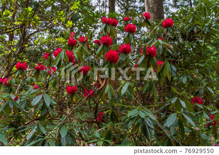 (Shizuoka Prefecture) Rhododendron in Amagi Green Garden (Shizuoka Prefecture) Rhododendron in Amagi Green Garden 76929550