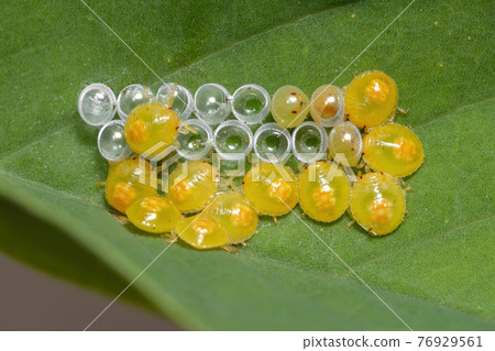 Yellow Stink Bugs Nymphs Yellow Stink Bugs Nymphs 76929561