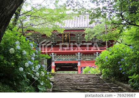 Hydrangea that colors ancient temples Amabiki Kannon Hydrangea that colors ancient temples Amabiki Kannon 76929667
