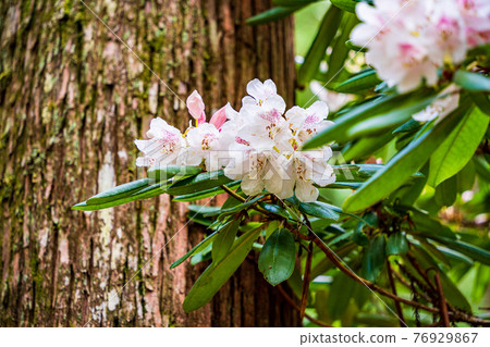 (Shizuoka Prefecture) Pink rhododendron in Amagi Green Garden 76929867