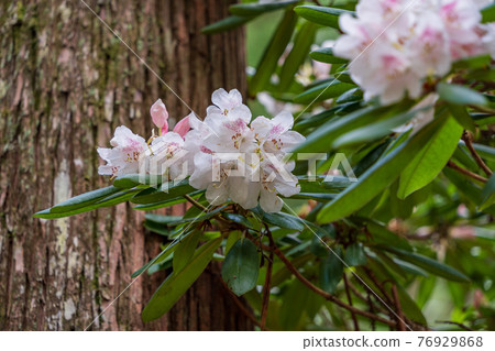 (Shizuoka Prefecture) Pink rhododendron in Amagi Green Garden 76929868