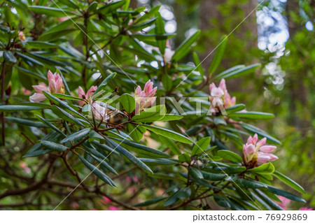 (Shizuoka Prefecture) Pink rhododendron in Amagi Green Garden 76929869