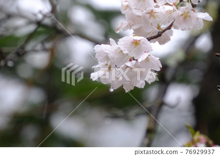 Shirakawa-go Sakura in the rain Shirakawa-go Sakura in the rain 76929937