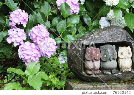 貓頭鷹石像和繡球花和子山神社 76930143