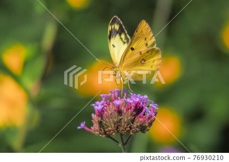 Colias erate that came to the flower Colias erate that came to the flower 76930210