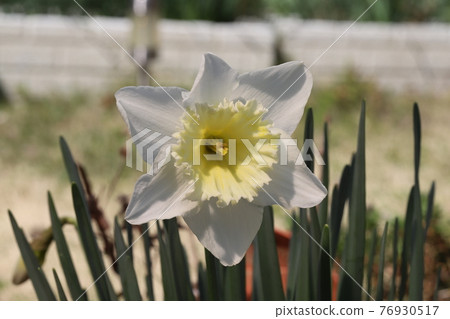 開花在春天庭院裡的黃水仙白花 76930517