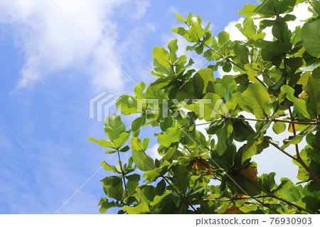 Green leaves with light blue sky background in springtime 76930903
