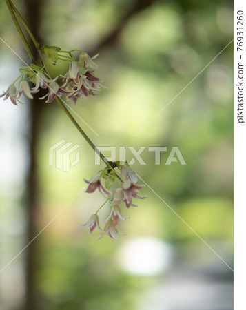 Mube flower blooming in the shade of a tree April Mube flower blooming in the shade of a tree April 76931260