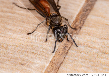 Long-waisted Honey Wasp Long-waisted Honey Wasp 76931341