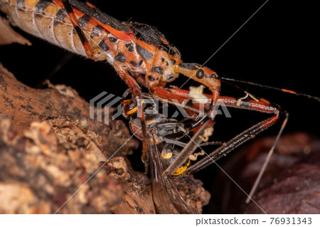 Assassin Bugs preying on a wasp Assassin Bugs preying on a wasp 76931343